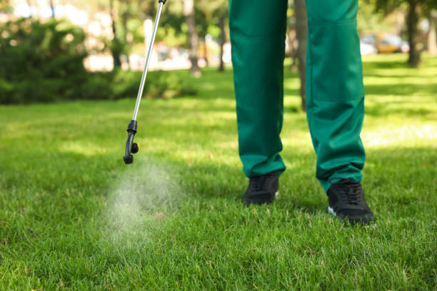 Wasp Removal Services in St Petersburg, FL