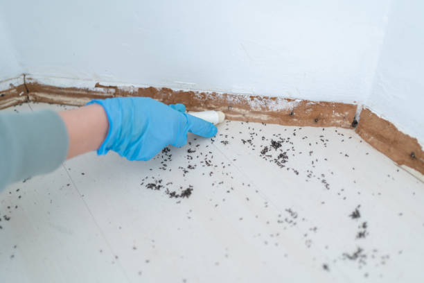 Best Affordable Pest Control Services  in St Petersburg, FL